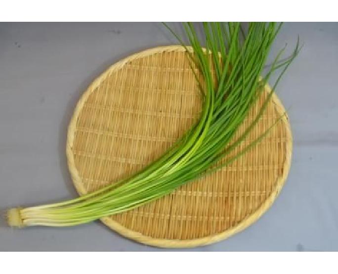 万能ねぎ（小ねぎ）（約100g） 1パック