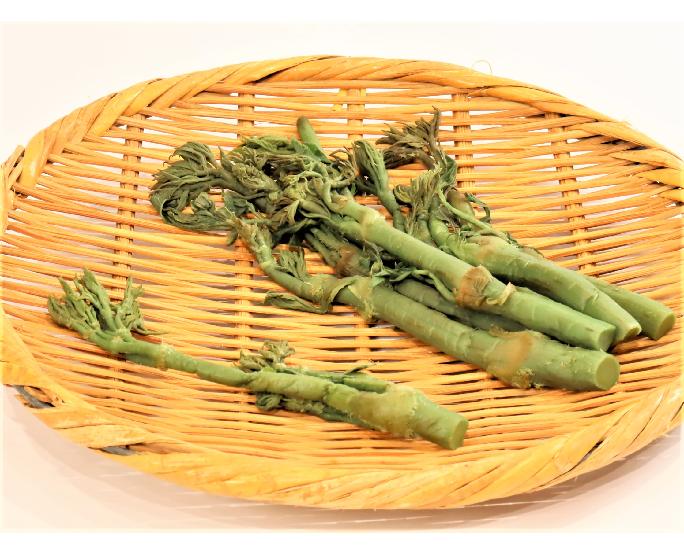 山うどの新芽水煮 900g