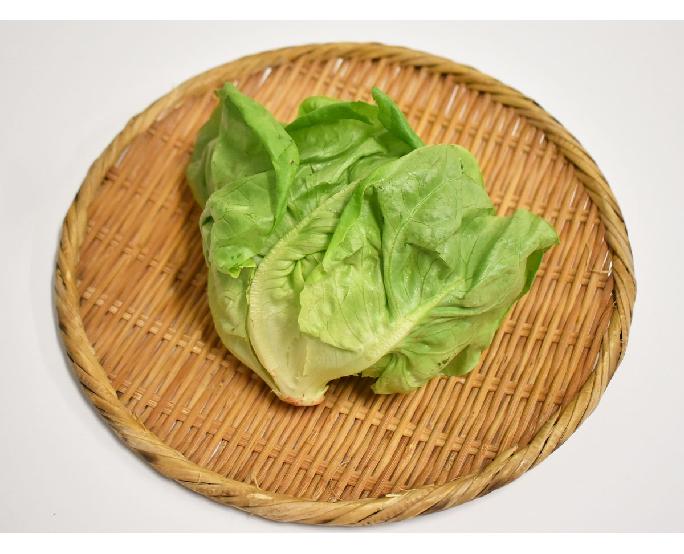サラダ菜（Lサイズ） 1個