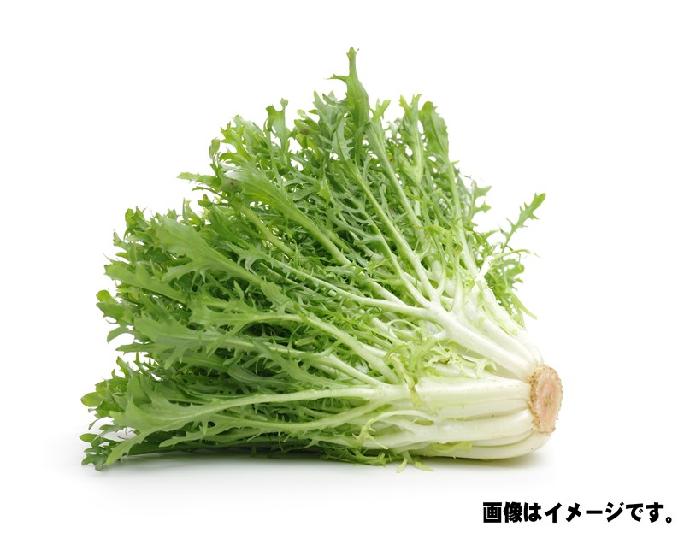 エンダイブ　1個
