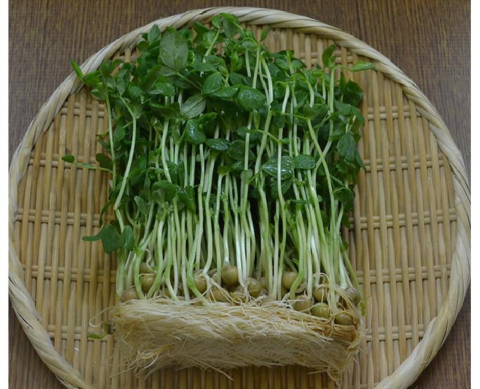豆苗（約200g） 1パック