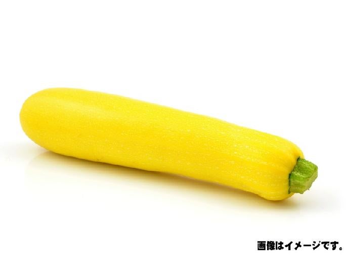 黄ズッキーニ（Ｓｻｲｽﾞ）　1本