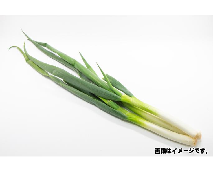 九条ねぎ（葉ねぎ）（約150ｇ）