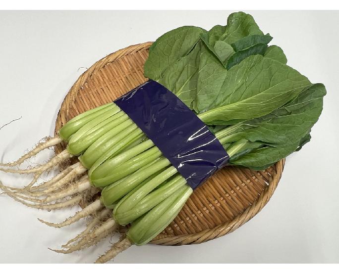 小松菜（大束）（約500g） 1束
