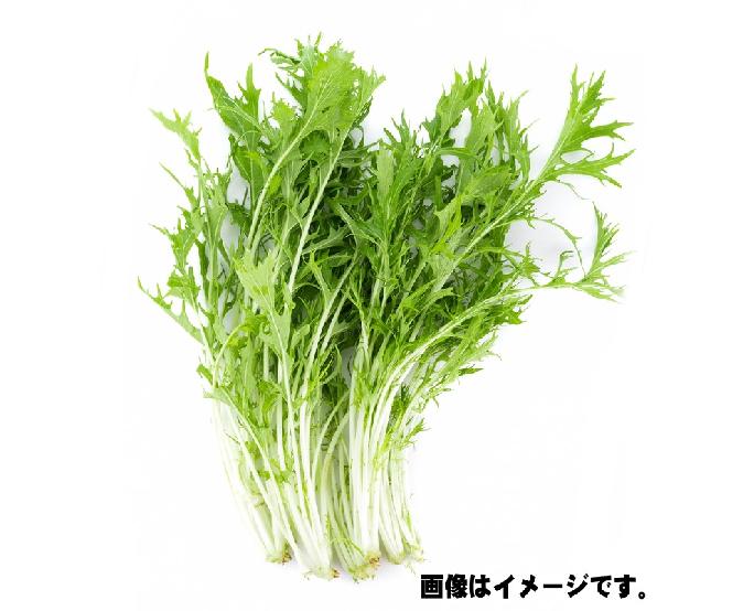 京水菜　1束