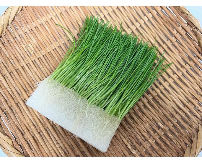 芽ネギ（約25ｇ） 1パック