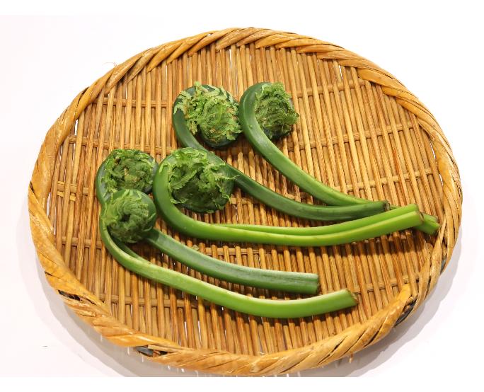 こごみ（約50ｇ） 1パック