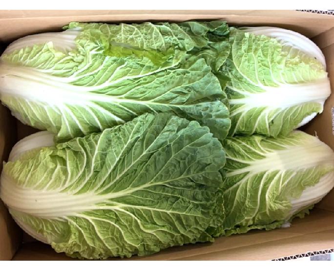 【ｹｰｽ】白菜（4玉ｻｲｽﾞ） 4個