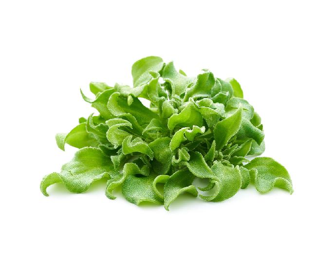 アイスプラント（約100ｇ） 1パック