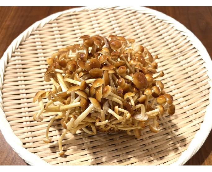 かきの木茸 1パック
