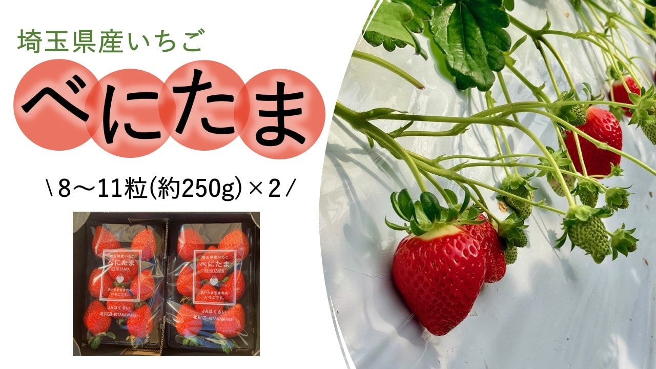 埼玉県産いちご「べにたま」