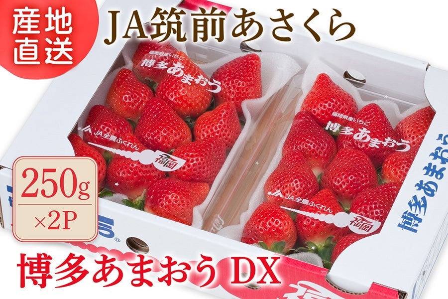 ◎JA筑前あさくら『博多あまおう』ＤＸ 約250g×2P 　※２月下旬頃～３月中旬順次発送予定