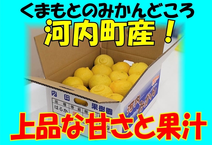 【生産者限定】熊本県河内町産「はるか」5㎏